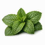 Menta